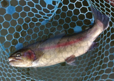 ラインブレイク多発 ～岡崎トラウトポンド～…